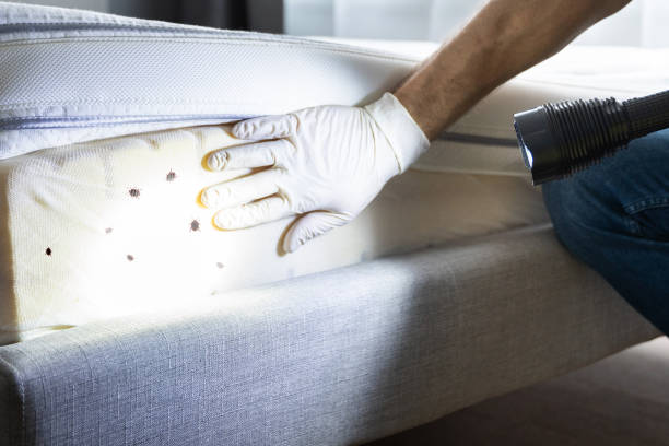 Best Flea Control Services  in Seis Lagos, TX