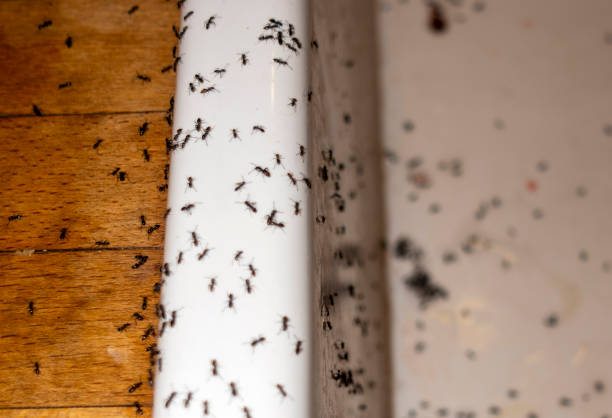Professional Pest Control in Seis Lagos, TX