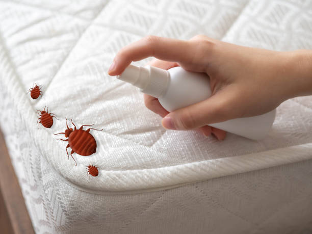 Best Spider Control Near Me  in Seis Lagos, TX