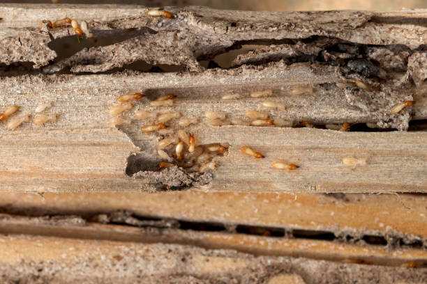Best Local Pest Control Services  in Seis Lagos, TX