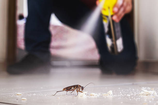 Best Affordable Pest Control Services  in Seis Lagos, TX